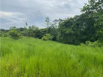 Large vacant countryside property with trees ideal for development in Nuevo Emperador