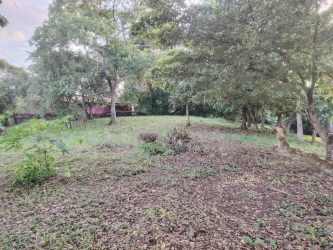 Open grassy plot with trees in quiet neighborhood La Chorrera Panama