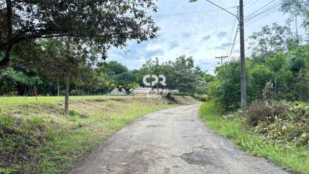 View of golf course front lot with trees in Coronado