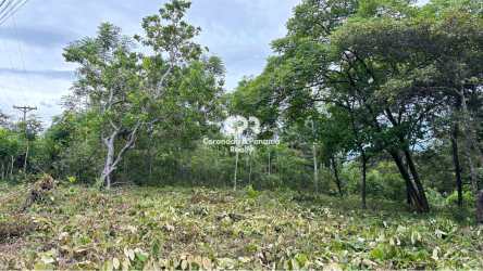Residential lot partially cleared with mature trees corner site Coronado Beach Panama