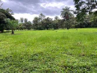 Palm trees and open grass field in Caldera Boquete Chiriqui Panama land lot for sale