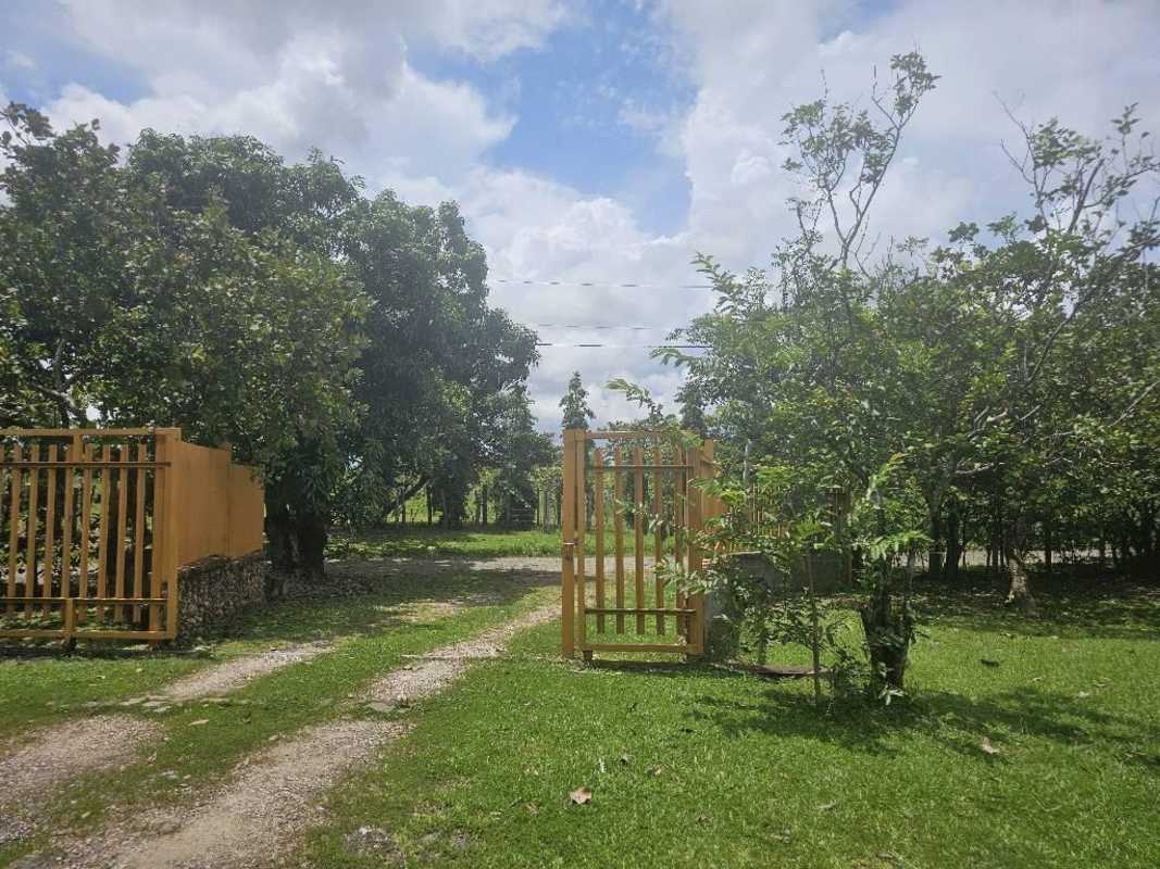 Large artificial lake with ducks and fish on 3 hectare finca Chepo Panama