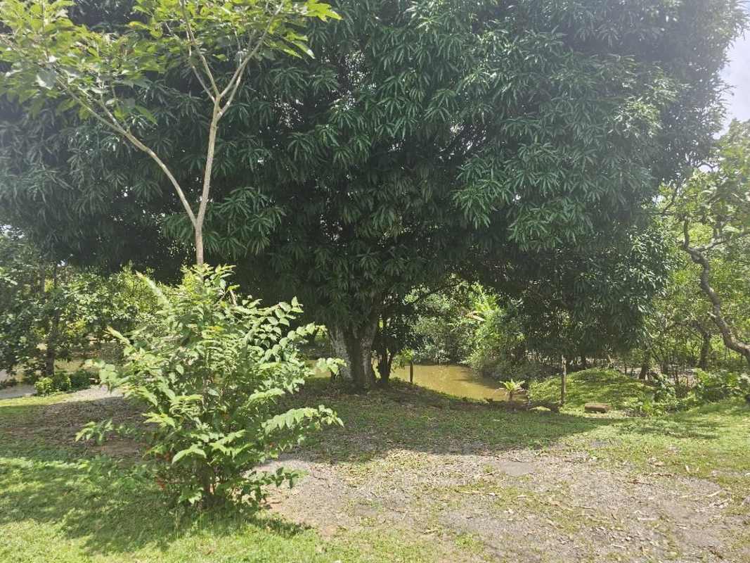Mature tropical garden with fruit trees and lush lawn in country property Chepo Panama