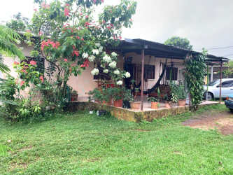 Lush tropical garden with flowers and small trees in family home La Chorrera