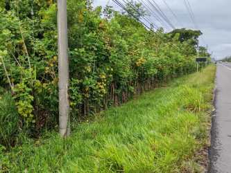 Vegetation, roadside with utility pole and power lines along Panamericana Highway Boquerón Panama