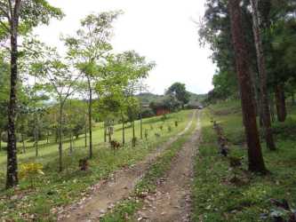Large open lot with mature and young trees in El Pajonal Coclé Panama