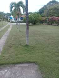 Large tropical garden with palm trees and lawn at estate by Coronado beaches