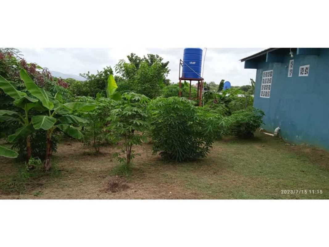 Spacious outdoor yard banana trees blue water tank fenced property Chepo Panama real estate