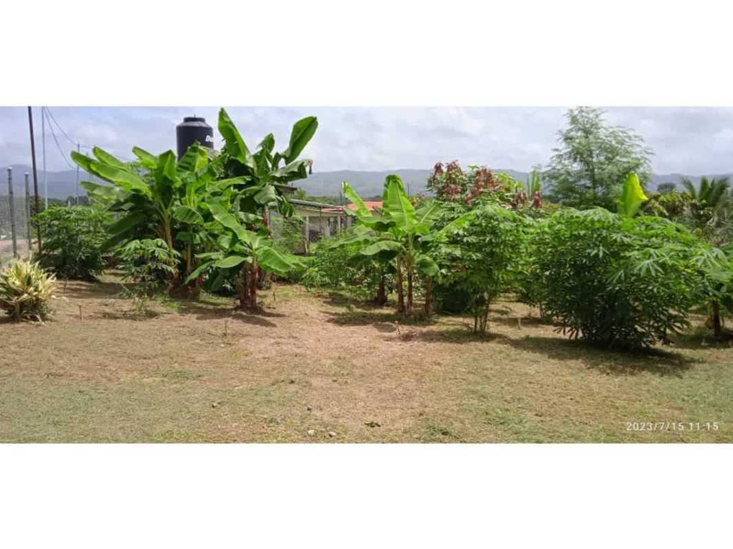 Lush tropical plants garden banana trees fenced yard Chepo Panama cheap home sale