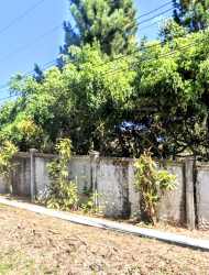 Tall pine trees, shrubs, and grass lawn on mountain lot for sale in Panama