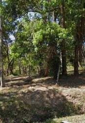 Dense mature trees with dirt clearing in rural Volcancito Boquete Panama