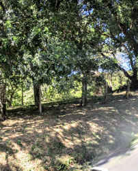 Natural wooded lot with mature trees and sunlight filtering through foliage in Boquete Panama