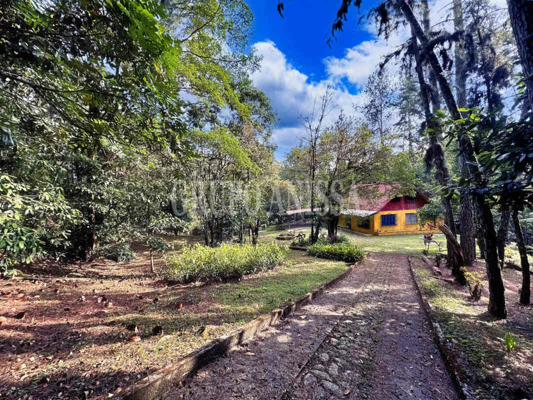 Forested lot with abundant greenery surrounding house in Cerro Azul