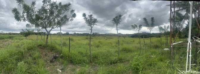 Lush green wetland area with banana trees and water irrigation channels in Veraguas Panama