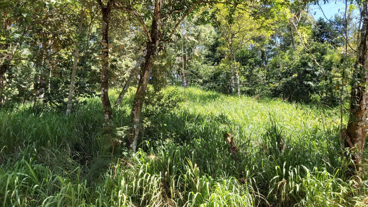 Clearing amidst dense forest on Cerro Azul mountain property for sale