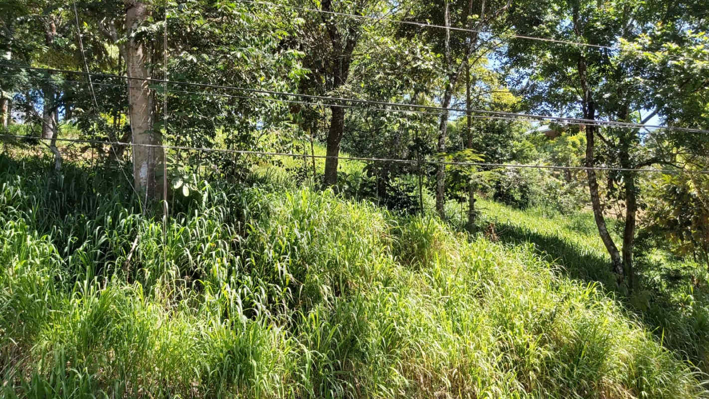Dense vegetation and buildable space on Cerro Azul Panama residential lot