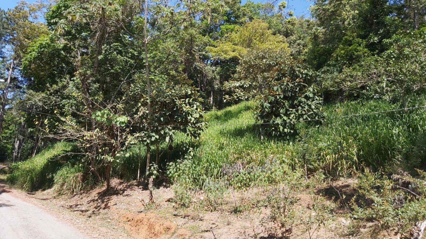 Sloped forested terrain and access road on mountain lot Cerro Azul Panama