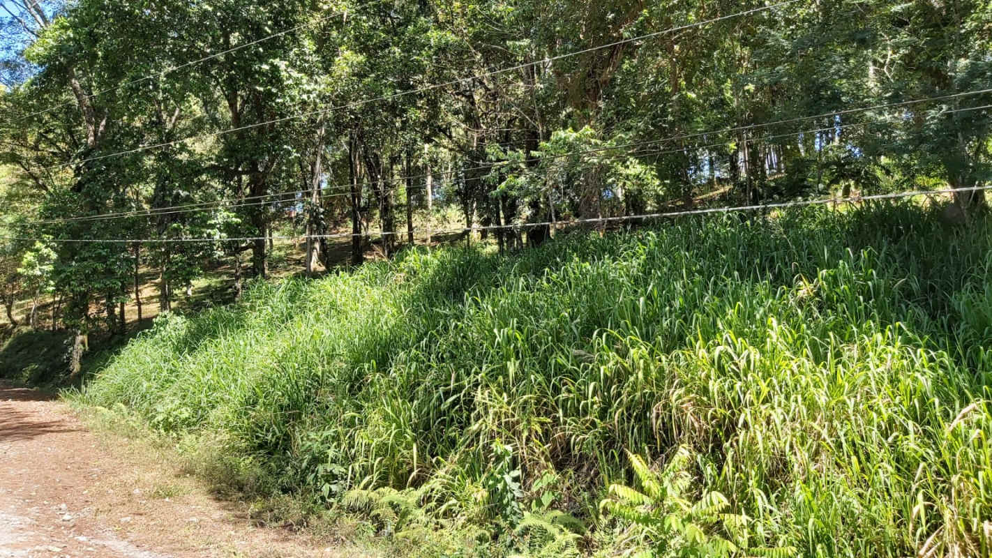 Rural wooded lot with trees and overhead power lines Cerro Azul for sale