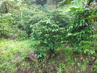 Fertile hillside with dense vegetation ideal for coffee farming near Volcan in Chiriqui Highlands Panama