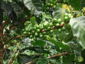 Green hillsides, wooded areas, and rich plant life on 7.6 hectares farm Fortuna nature reserve Hornito Panama