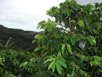 Lush green mountain landscape with dense vegetation on farmland in Hornito, near Volcan Panama