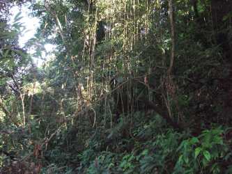 7.6 Hectares Titled Mountain Land - Volcan Hornito Chiriqui