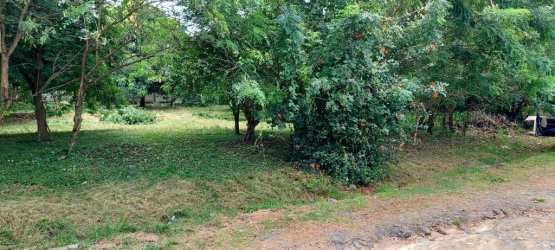 Flat buildable lot with green grass and tall shade trees near Pacific beach in Gorgona Panama