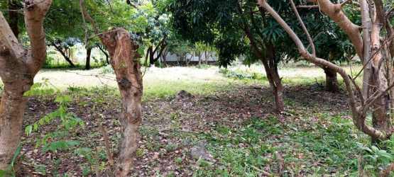 Corner residential lot with flat terrain trees and greenery in Nueva Gorgona near Coronado Panama