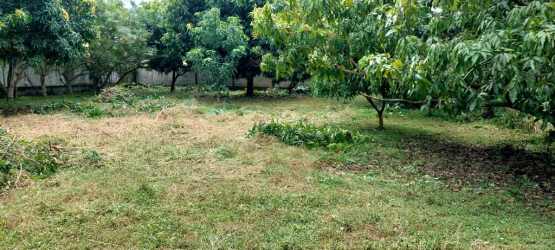 Beach community land with mature trees near surf beaches of Gorgona Panama