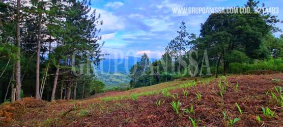 Green mountain terrain covered with trees in Altos del María Panama