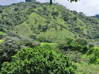 Land for Sale in Tonosí - 0 bedrooms