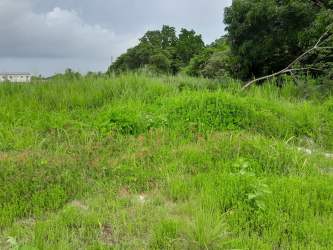 Overgrown grassy vacant land with trees and cloudy sky, perfect investment near Pacific Coast Panama