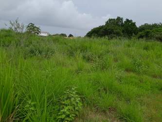 Vacant land with wild grass, trees and natural surroundings near Pacific beaches in Panama