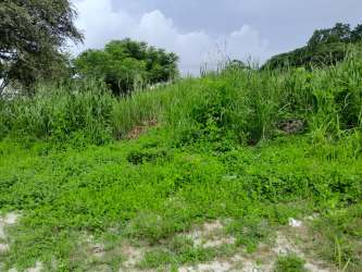 Green overgrown lot with trees, ideal future home site or investment in Panama