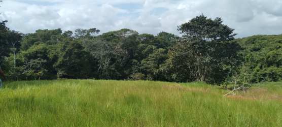 Grassy pasture adjacent dense forest patch clear sky Santa Rita Panama