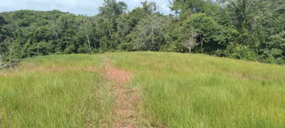 Large open pasture adjoining forest edge on agricultural land in Santa Rita La Chorrera