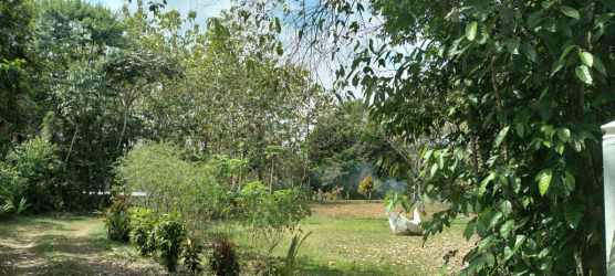 Green areas, mature trees and hammock in residential zone on Santa Rita farm