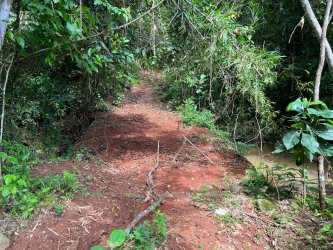 Dirt trail winding through dense vegetation on 140 hectare farmland Santa Rita Panama