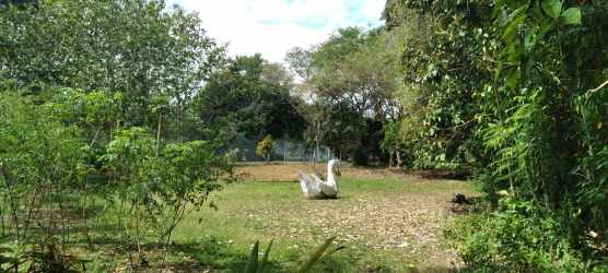 Spacious green yard dense foliage white swan sculpture farm for sale Panama Oeste