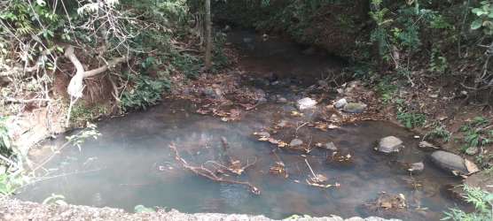 Natural creek with stones leaves dense vegetation bordering farmland in Panama