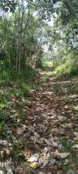 Natural dirt road under forest canopy on agricultural estate Santa Rita La Chorrera