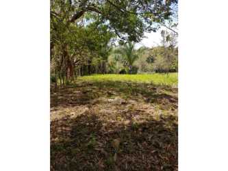 Open pasture areas surrounded by mature trees suitable for cattle Penonomé Coclé