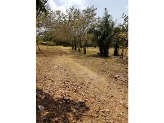Dirt road trail crossing wooded farmland in La Negrita Penonomé Panama