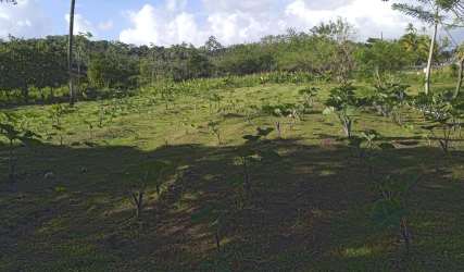 Farmland plot with saplings sloping gently dotted by trees near beach Colón Panama