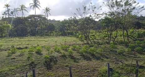 Grassy rural field with young plants mature trees wooden fence tropical vegetation in Colón Panama