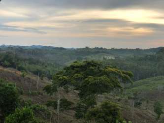 Forested tropical hillside landscape in Claras Arriba Capira