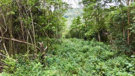 Mature pine and eucalyptus woodland in Boquete mountain area land for sale