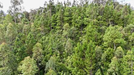 Undeveloped hills of mountain forest land in Jaramillo Boquete perfect for nature home