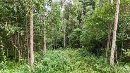 Lush green hills and tall trees perfect for mountain home development in Boquete