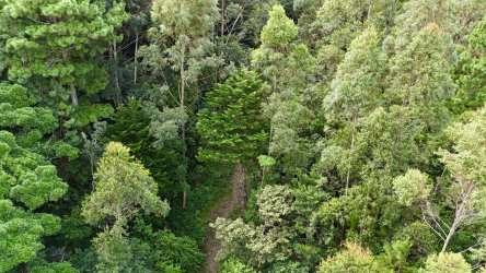 Aerial view dense pine forest on mountain land Jaramillo Boquete Panama